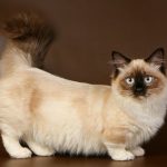 Мне нравятся манчкины (кошки)